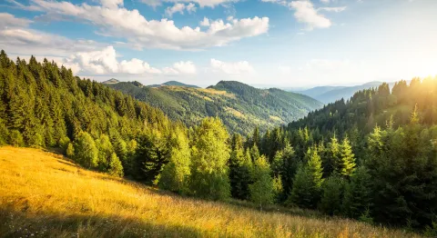 Colline ensolelliée recouverte de Pins et Mélèze